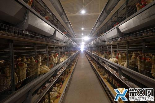 兴义市白碗窑镇家禽养殖项目一期建成投产 年产蛋量将达1.5亿枚_建设