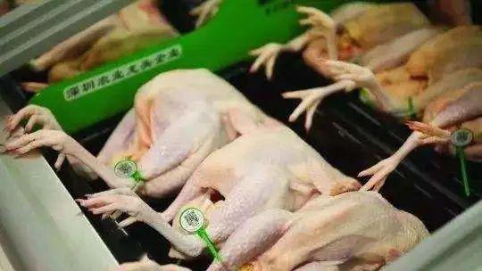 疫情一来就禁活禽 26省市推动家禽集中屠宰 冰鲜上市