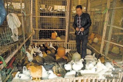 长沙家禽批发市场6月试营业 或实现家禽定点屠宰